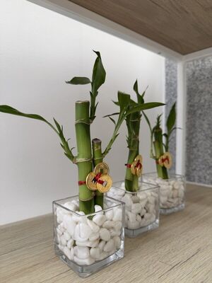 Bambú Macho - Planta Feng Shui