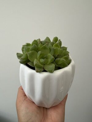 Haworthia Cristal - Transparencia Interior | Planta para regalo Lima