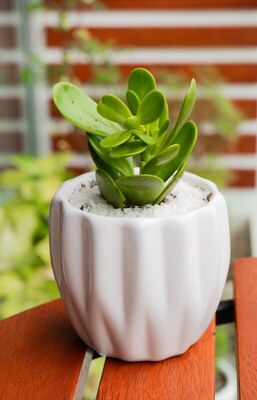 Jade Clásico - La Raíz de lo Importante | Planta para regalo Lima