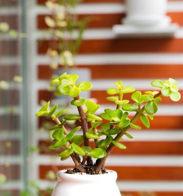 Jade Moneda - Prosperidad en cada detalle | Planta para regalo Lima