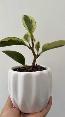 Peperomia Variegada Amarilla