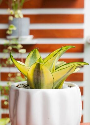 Sansevieria Golden - Luz Interior | Planta para regalo Lima