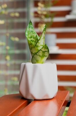 Sansevieria Lengua de Suegra - Fuerza en Silencio | Planta para regalo Lima
