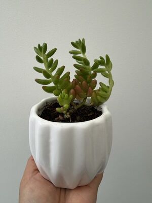 Suculenta Dedos de Dios - Conexión con lo Sagrado | Planta para regalo Lima