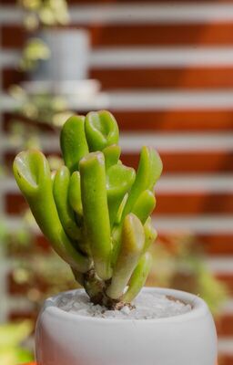 Suculenta Oreja de Shrek