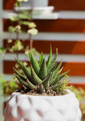 Haworthia Zebra - La Pausa Necesaria | Planta para regalo Lima